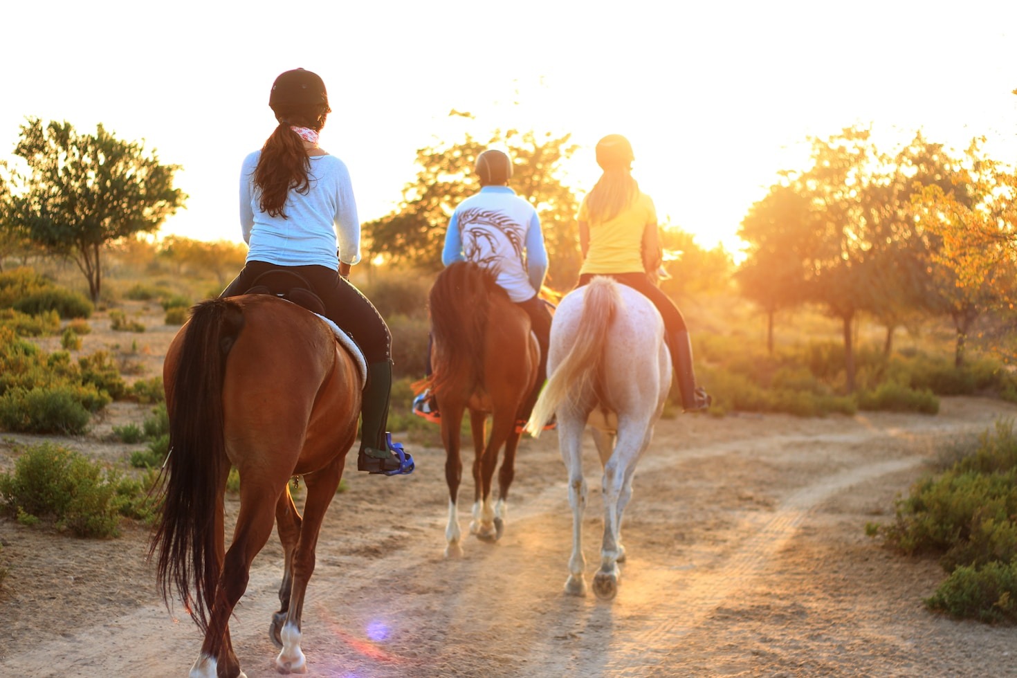 The Essential Guide to Polo Ponies